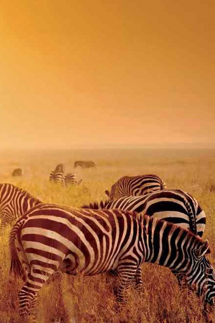 Бескрайние горизонты Африки (beskrajnie-gorizonty-afriki) Познавательное