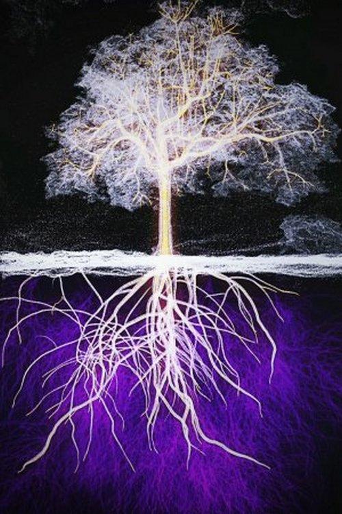 Le génie des arbres (le-gnie-des-arbres) Документальный фильм