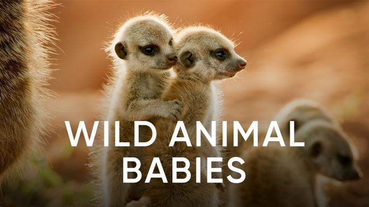 Постер Wild Animal Babies