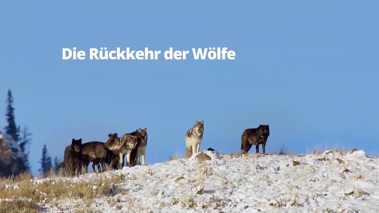 Постер Die Rückkehr der Wölfe