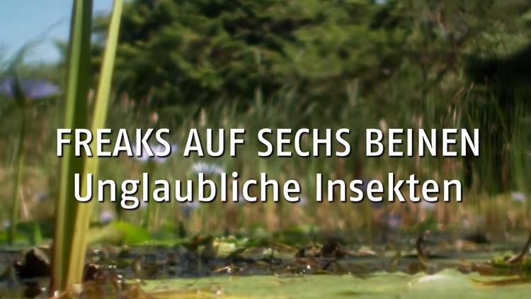 Постер Freaks auf sechs Beinen-Unglaubliche Insekten