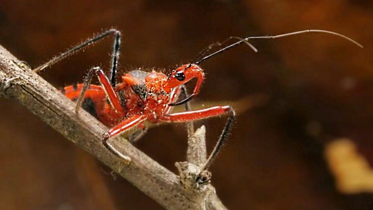 Постер Freaks auf sechs Beinen-Unglaubliche Insekten