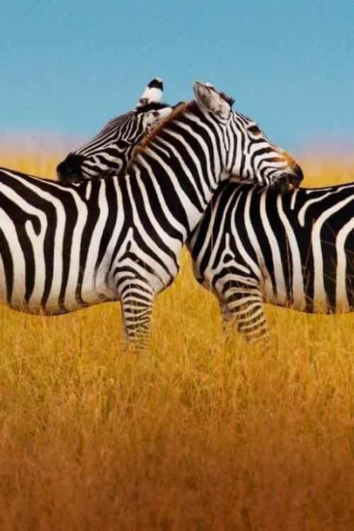 Règne animal, les jeux de l'amour (rgne-animal-les-jeux-de-lamour) Познавательное
