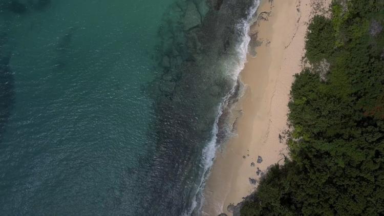 Постер Caraïbes sauvages, les rivages de la biodiversité