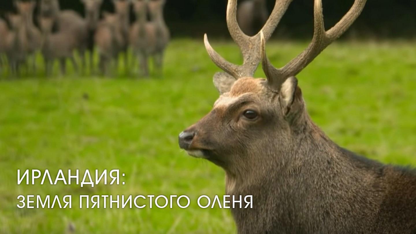 Ирландия: земля пятнистого оленя (irlandija-zemlja-pjatnistogo-olenja) Досуг, хобби