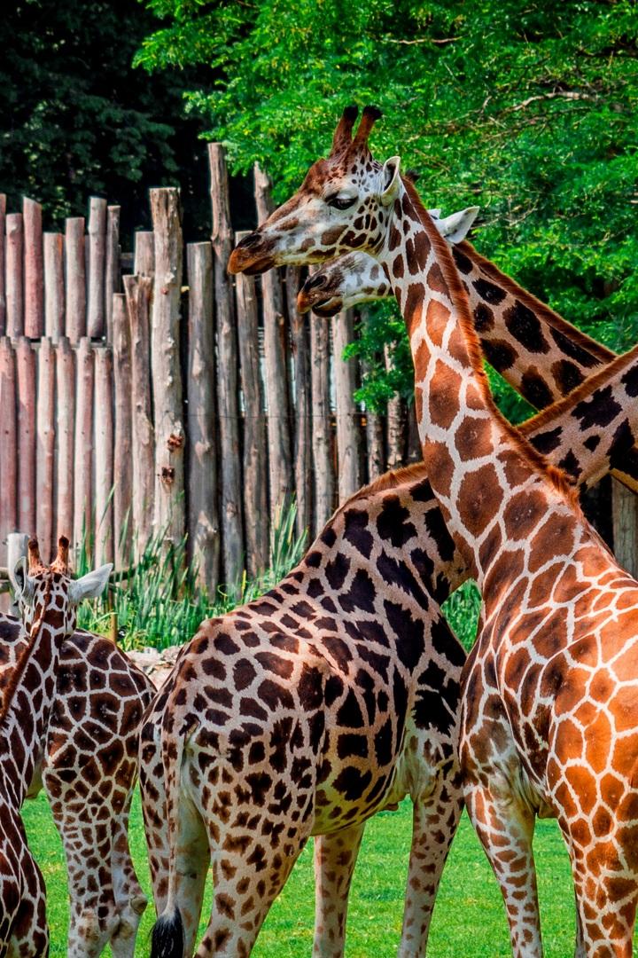 Welcome to Special Zoo Tour (welcome-to-special-zoo-tour) Познавательное