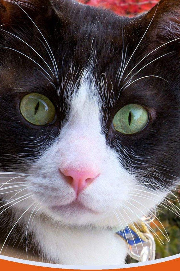 A Cat's-Eye View of Japan (a-cats-eye-view-of-japan) Досуг, хобби
