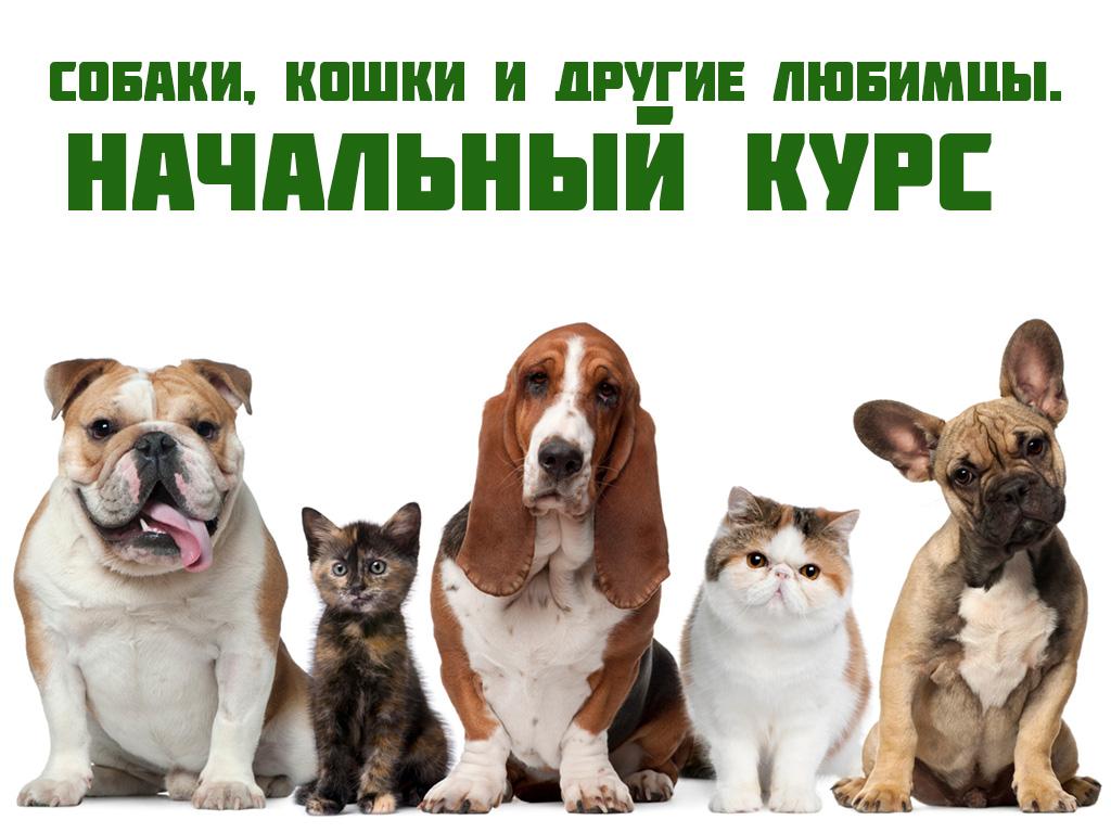 Собаки, кошки и другие любимцы. Начальный курс (sobaki-koshki-i-drugie-ljubimtsy-nachalnyj-kurs) Документальный сериал