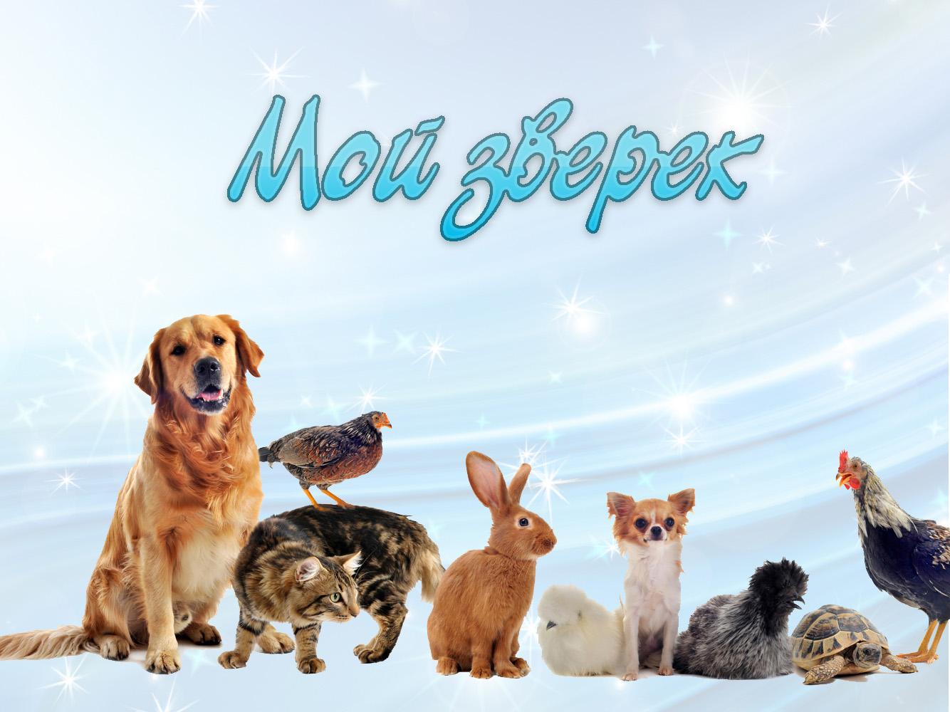 Мой зверёк (moj-zverek) Досуг, хобби