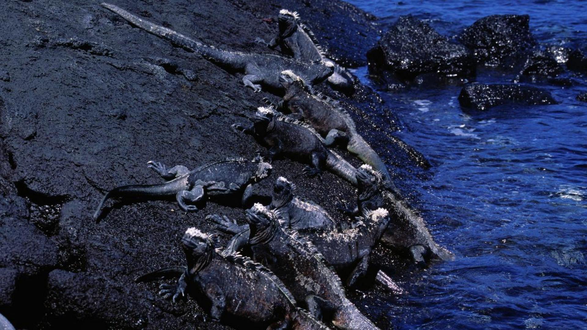 Дикие берега (dikie-berega) Документальный фильм