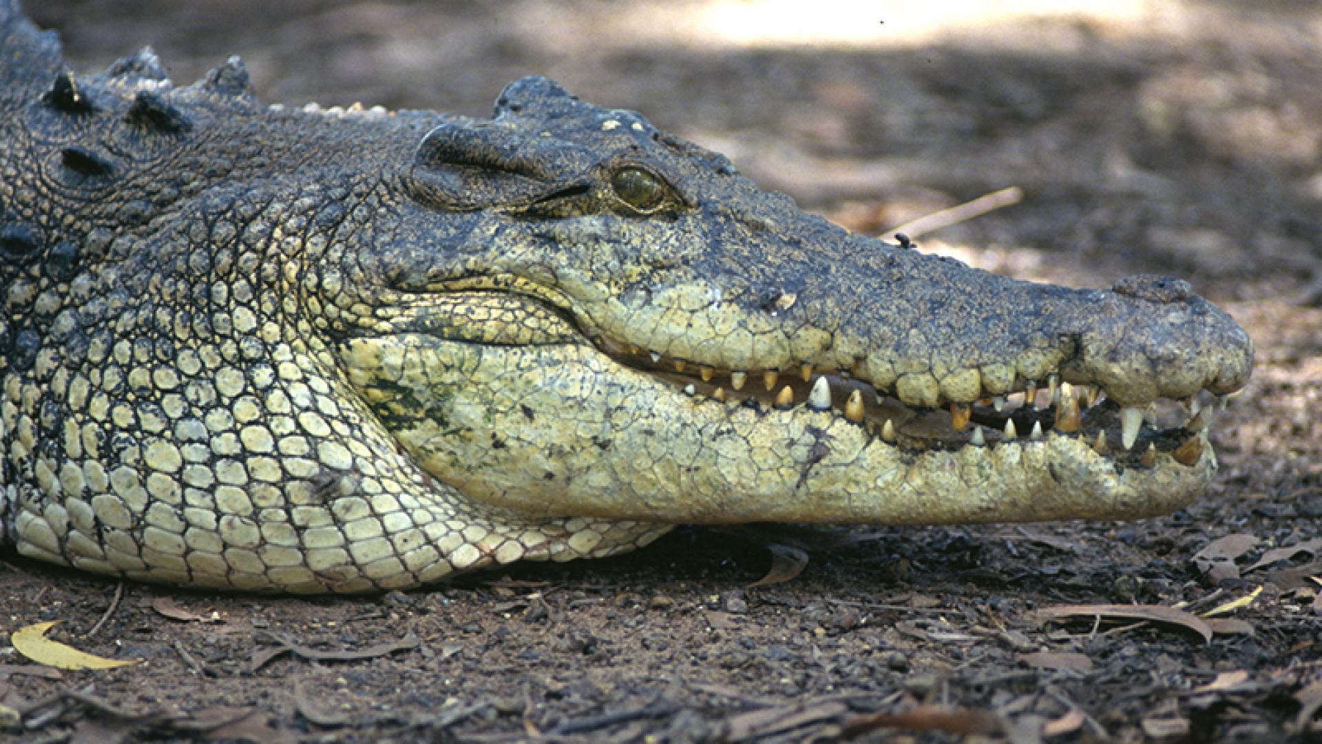 Животные: гонка вооружения (zhivotnye-gonka-vooruzhenija) Документальный фильм