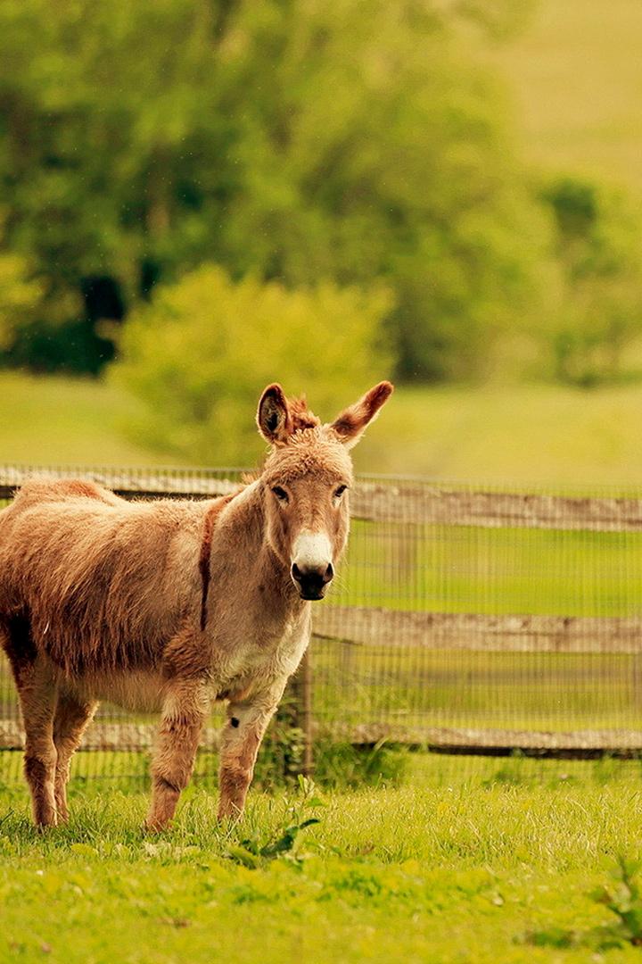 Donkeys of Lamu Island (donkeys-of-lamu-island) Познавательное
