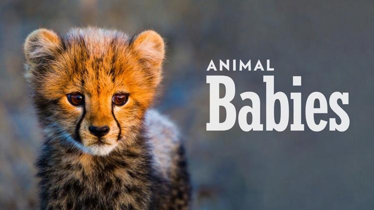 Постер Animal Babies