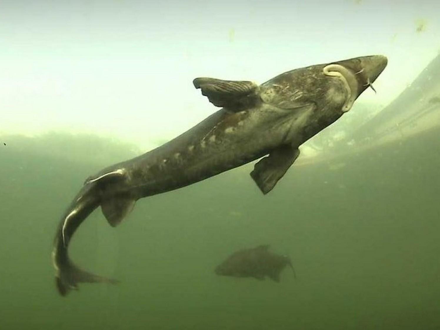 Návrat pravěké ryby (nvrat-pravk-ryby) Документальный фильм