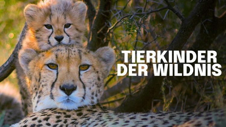 Постер Tierkinder der Wildnis