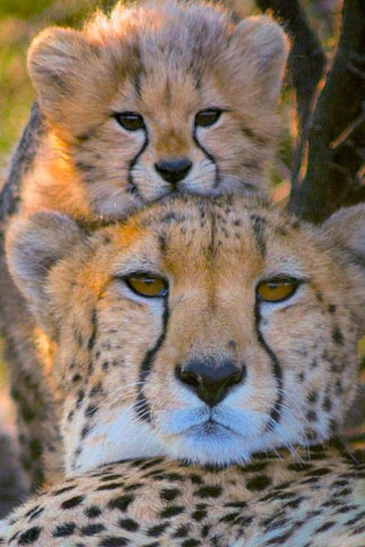 Tierkinder der Wildnis (tierkinder-der-wildnis) Познавательное