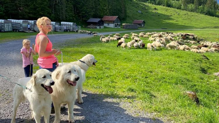 Постер Schweizer Hundegeschichten