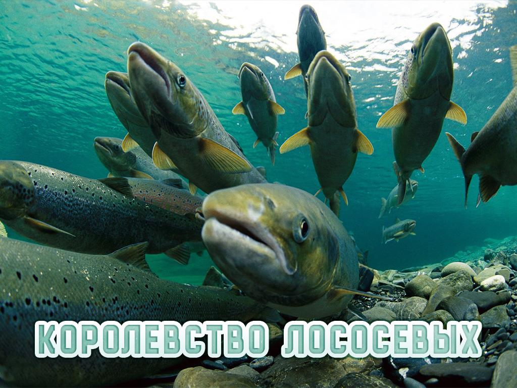 Королевство лососевых (korolevstvo-lososevyh) Документальный фильм