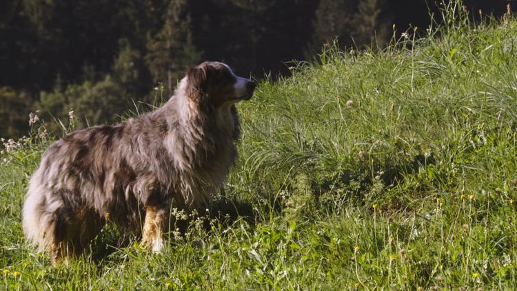 Постер Une ferme sauvage