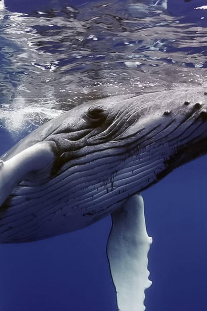 The Witness is a Whale (the-witness-is-a-whale) Документальный фильм