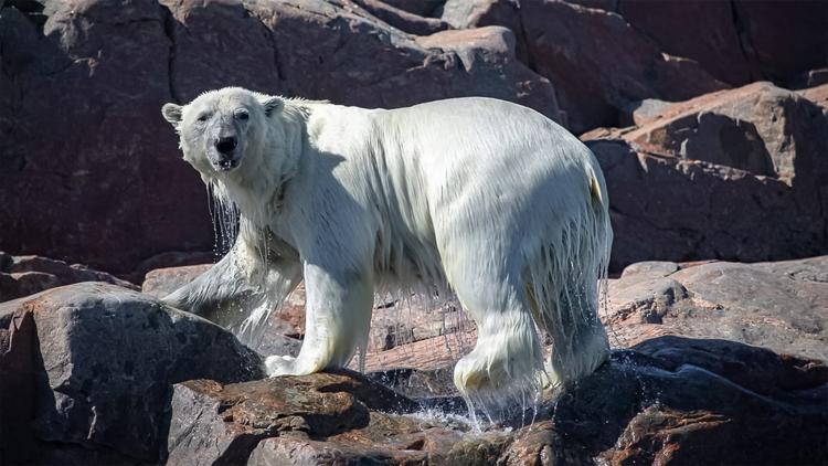 Постер Under Thin Ice