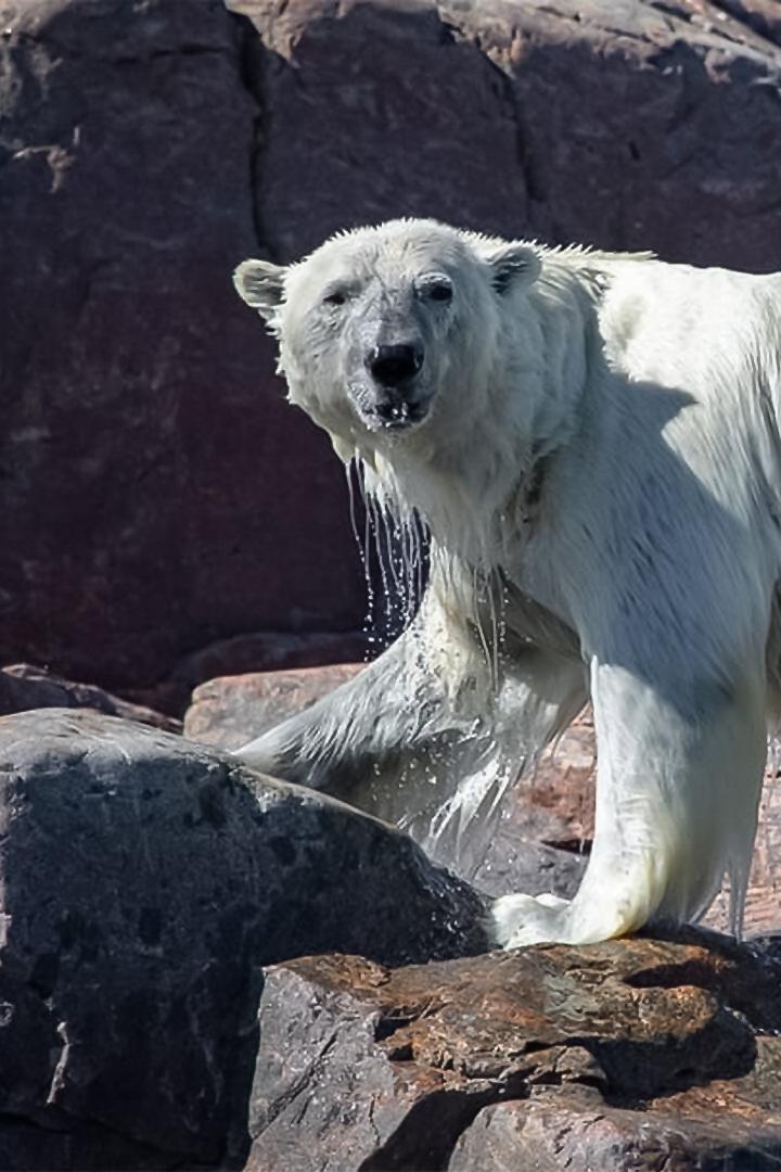 Under Thin Ice (under-thin-ice) Документальный фильм