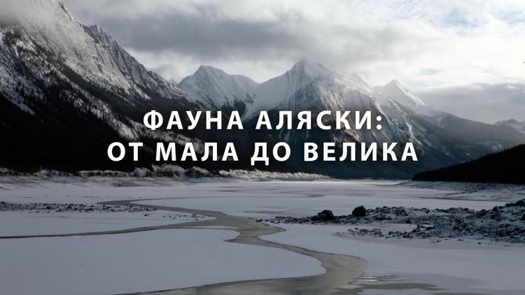 Постер Фауна Аляски: От мала до велика