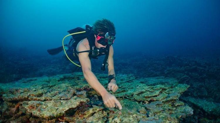 Постер Les Jardiniers de Corail de Raja Ampat