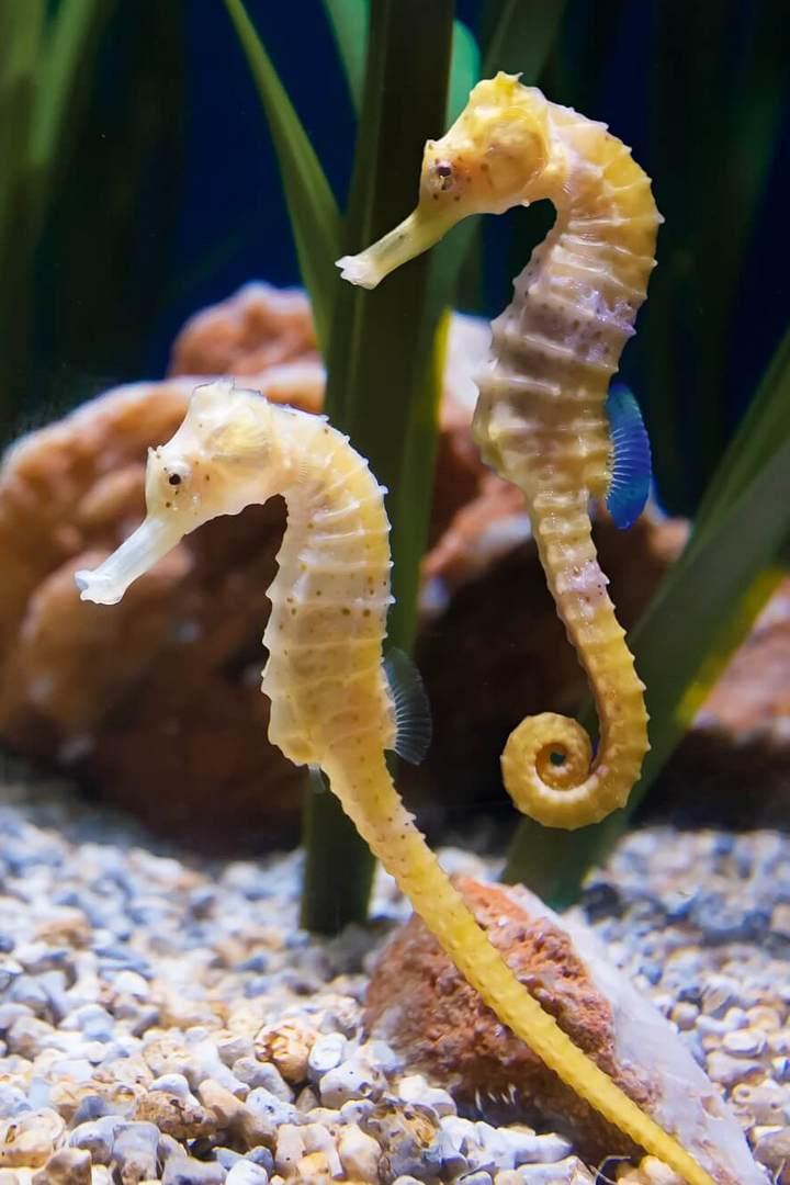 Аквариум. Морские коньки (akvarium-morskie-konki) Досуг, хобби