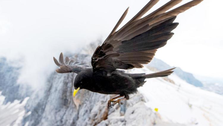 Постер Vögel im Hochgebirge