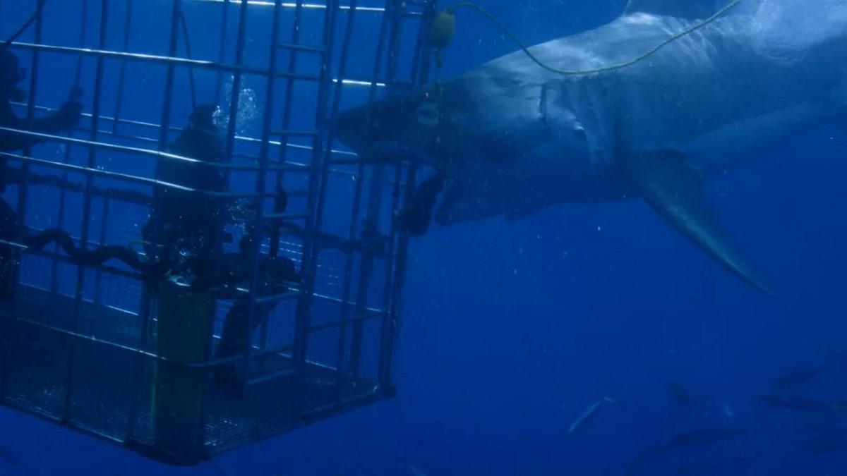 Захватчики побережья (zahvatchiki-poberezhja) Документальный фильм