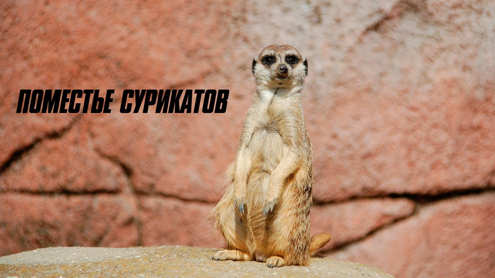 Поместье сурикатов (pomeste-surikatov) Документальный сериал