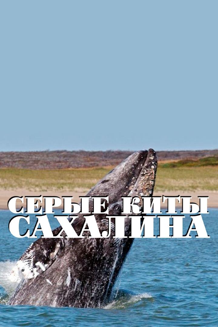 Серые киты Сахалина (serye-kity-sahalina) Документальный фильм
