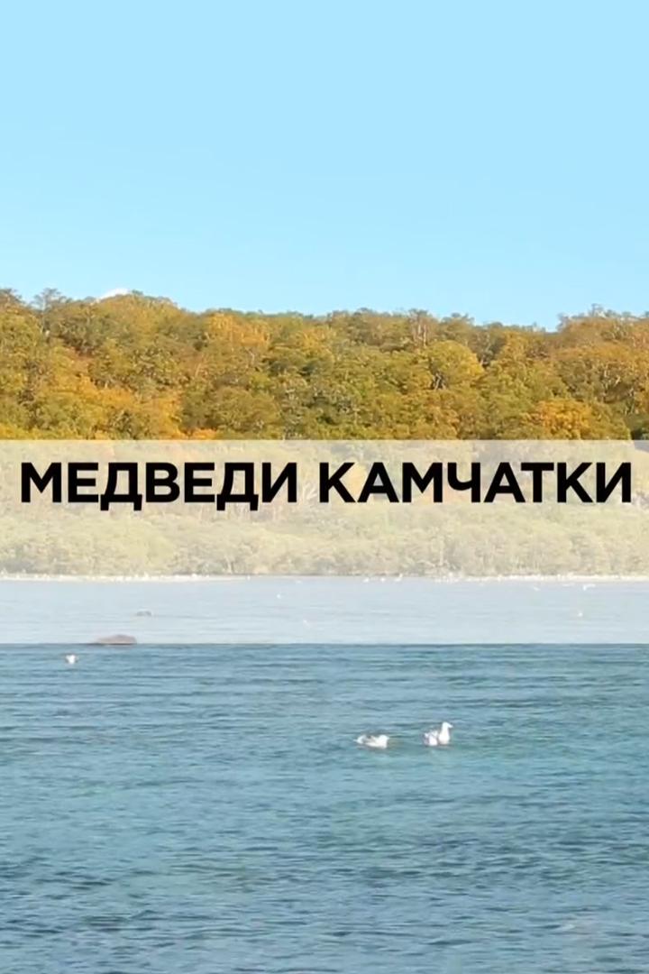 Медведи Камчатки (medvedi-kamchatki) Документальный фильм