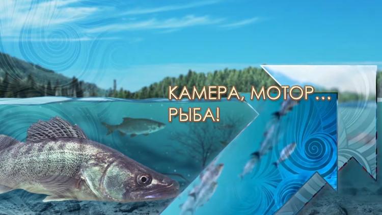 Постер Камера, мотор... рыба!