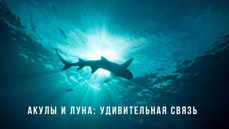 Постер Акулы и луна: удивительная связь