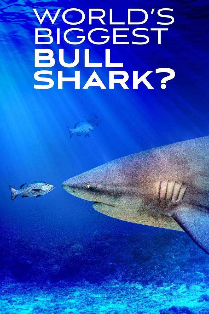 World's Biggest Bull Sharks (worlds-biggest-bull-sharks) Документальный фильм