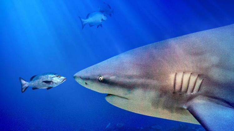 Постер World's Biggest Bull Sharks