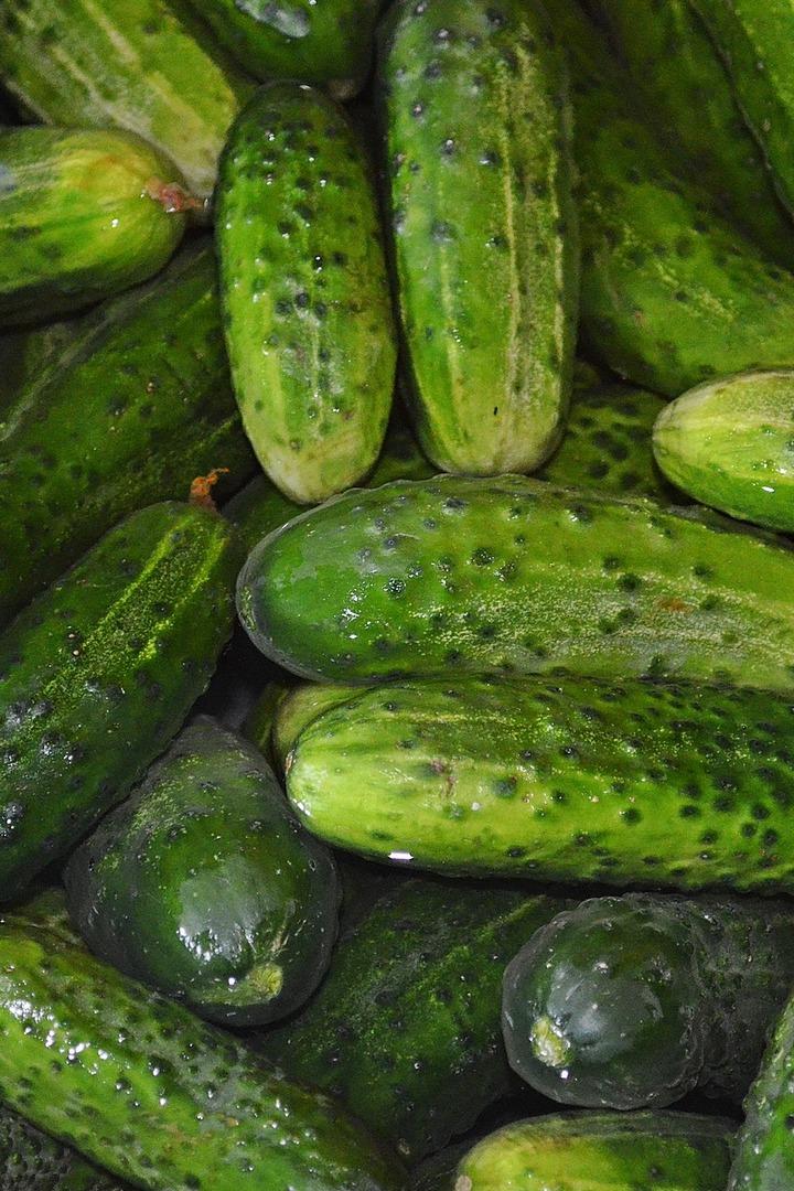 Что сделать, если огурцы горчат (chto-sdelat-esli-ogurtsy-gorchat) Досуг, хобби