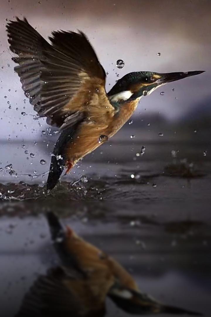 Дикая природа Баварии (dikaja-priroda-bavarii) Документальный фильм