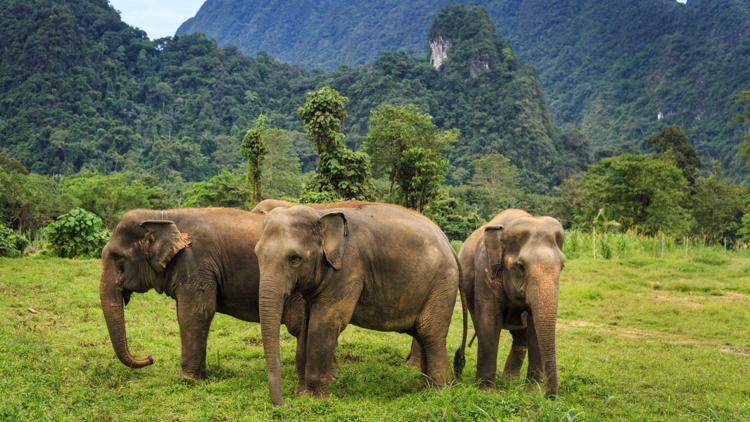 Постер Thailand's elephants, get out of the city!