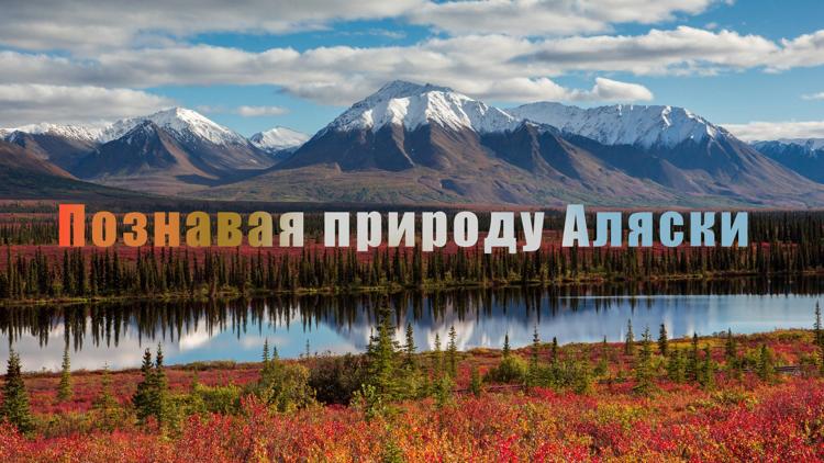 Постер Познавая природу Аляски