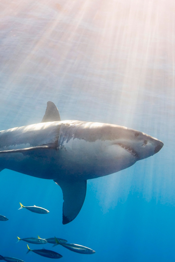 Shark Rober (shark-rober) Документальный фильм
