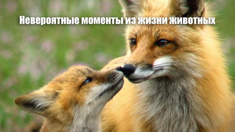 Постер Невероятные моменты из жизни животных