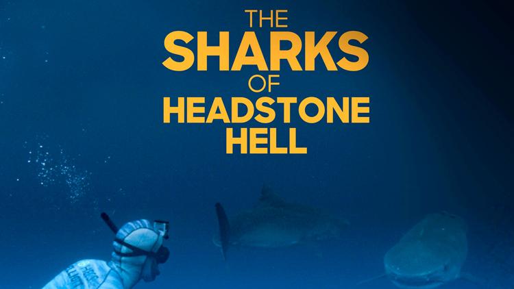 Постер The Sharks of Headstone Hell