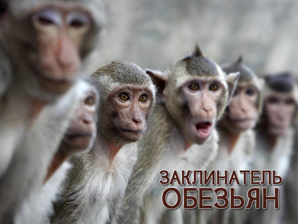 Заклинатель обезьян (zaklinatel-obezjan) Документальный фильм