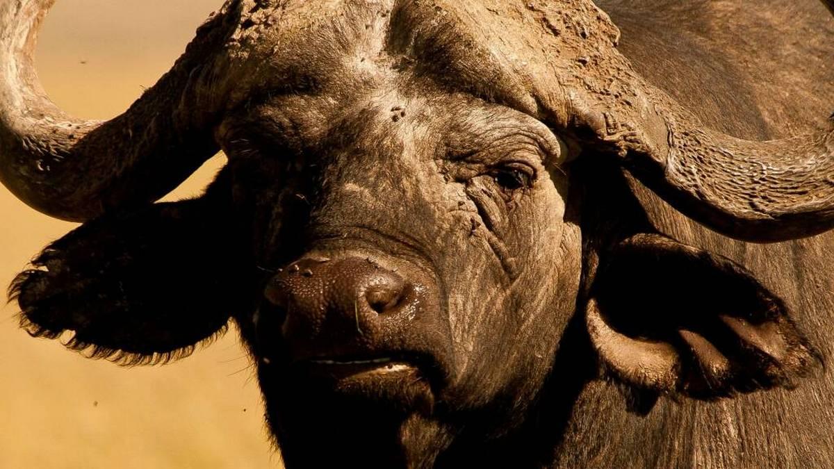 BBC: Дикая Африка (bbc-dikaja-afrika) Документальный сериал