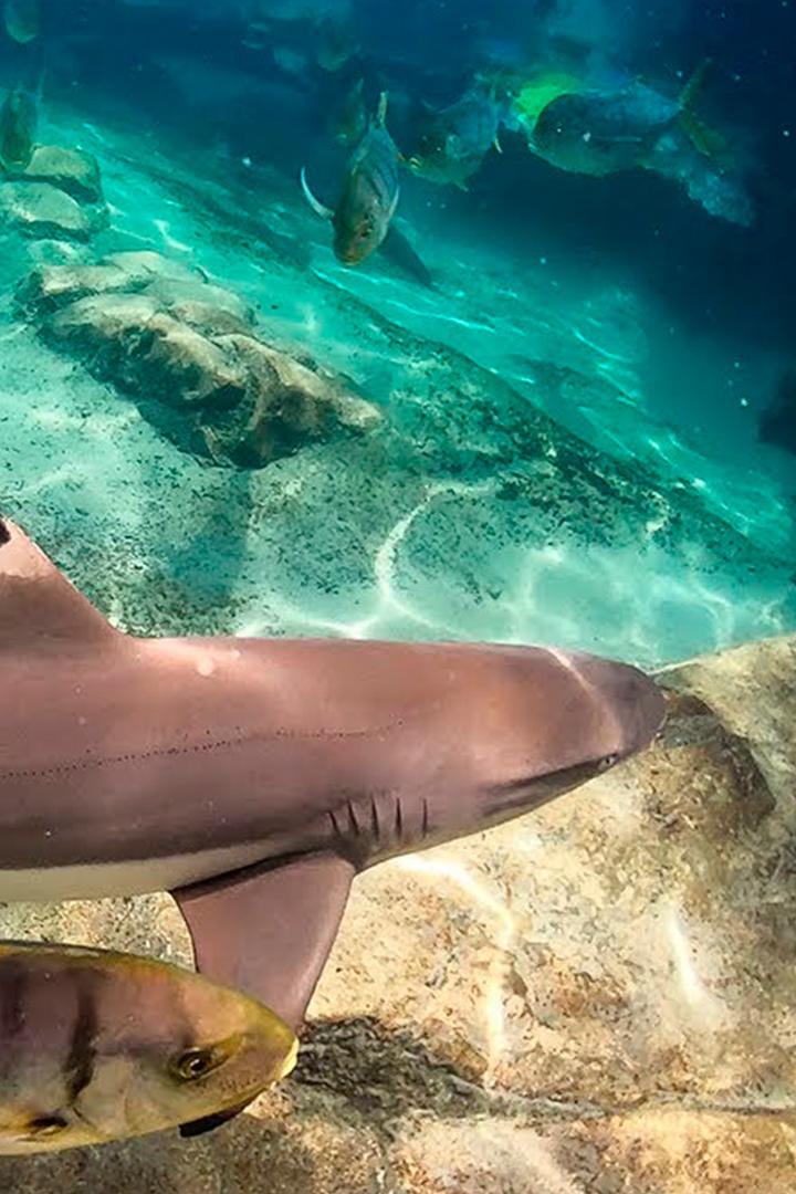 Sharks In Paradise (sharks-in-paradise) Документальный фильм