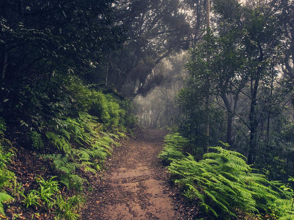 Реликтовый лес (reliktovyj-les) Досуг, хобби