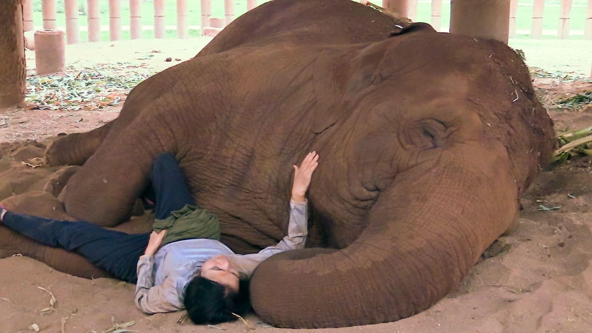 The woman who whispered in the ears of elephants (the-woman-who-whispered-in-the-ears-of-elephants) Документальный фильм